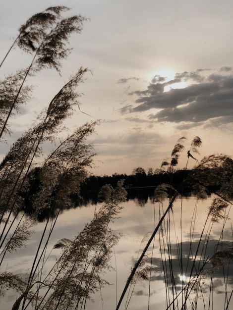 Photo beau coucher de soleil sur un lac d'automne et des plantes sèches