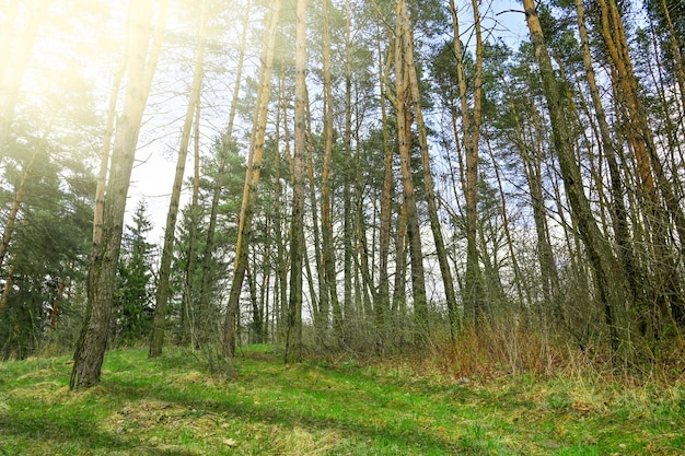 Beau coucher de soleil ou lever de soleil dans une forêt de conifères