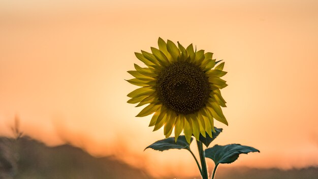 Beau coucher de soleil sur le terrain. Disque solaire et Tournesol. Soirée d'été à Blagoveshenskaya. Anapa, Russie.