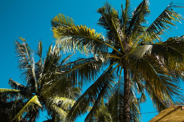 Beau coucher de soleil tropical avec des cocotiers à la plage sur le ciel bleu