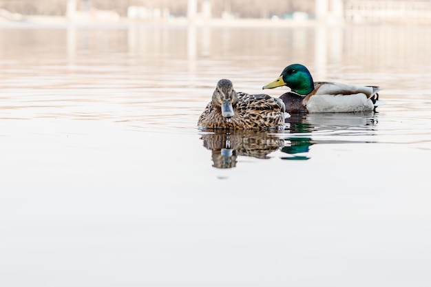 Beau couple de canard et de canard naviguant sur la rivière