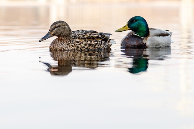 Beau couple de canard et de canard naviguant sur la rivière