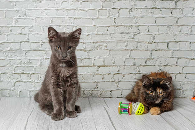 Beau couple de chat gris garçon et fille sur un fond de mur de briques