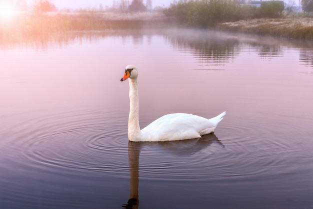 Beau cygne blanc dans le lac brumeux le matin.