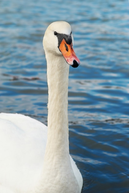 Beau cygne blanc sur l'eau.