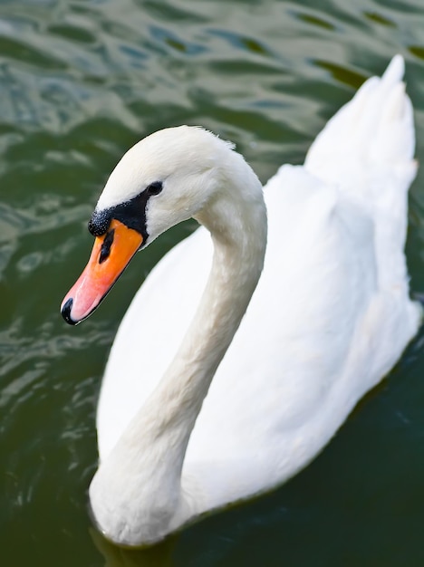 Beau cygne blanc sur l'eau