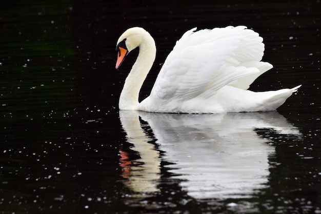 Beau cygne blanc est sur la rivière