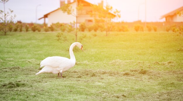 Le beau cygne blanc mange de l'herbe biseautée sur la pelouse. photo de haute qualité