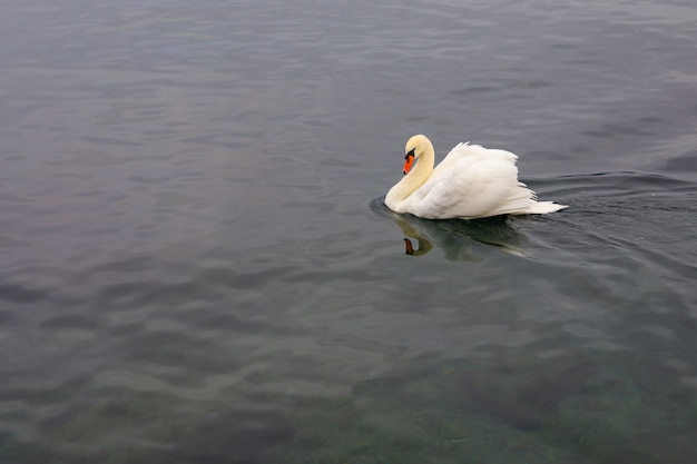 Le beau cygne blanc nage dans la rivière à Swiss