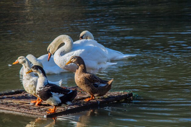 Beau cygne blanc nageant dans le lac près des canards