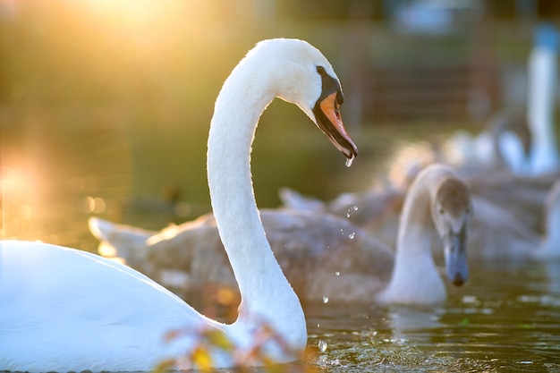 Beau cygne blanc nageant sur l'eau du lac en été.