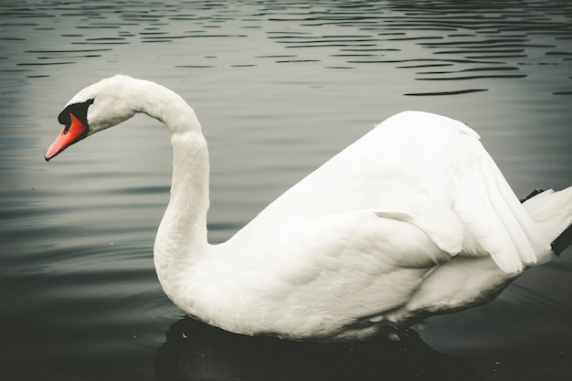 Beau cygne blanc nageant sur un étang