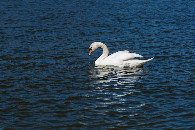 Beau cygne flotte sur le lac