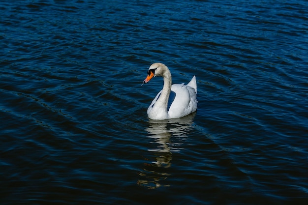 Beau cygne flotte sur le lac