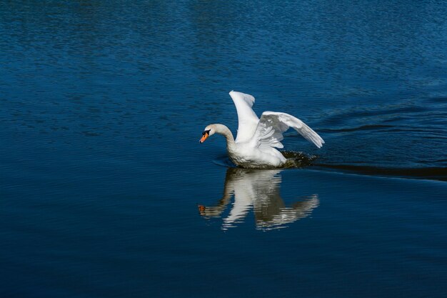 Beau cygne flotte sur le lac