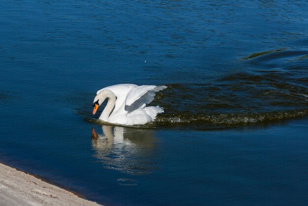 Beau cygne flotte sur le lac