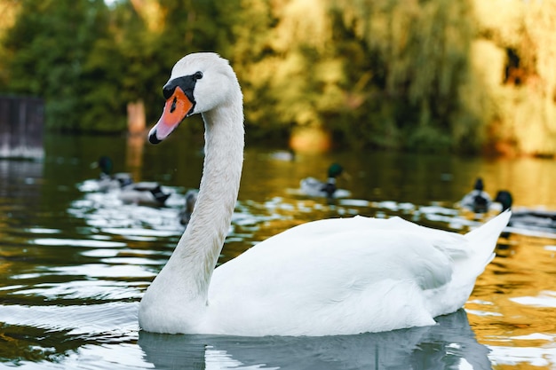 Beau cygne nageant sur l'étang dans le parc