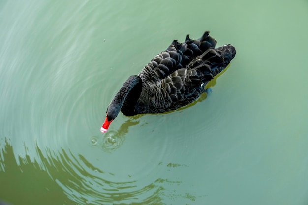 Beau cygne noir sur le lac