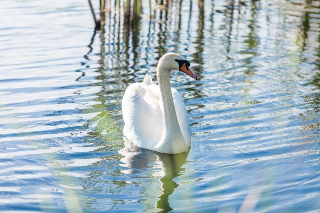 Beau cygne solitaire nageant sur le lac aux beaux jours