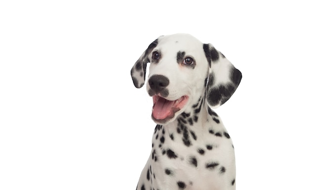 Beau dalmatien avec des taches noires