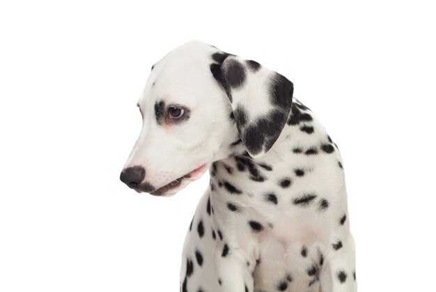 Beau dalmatien avec des taches noires