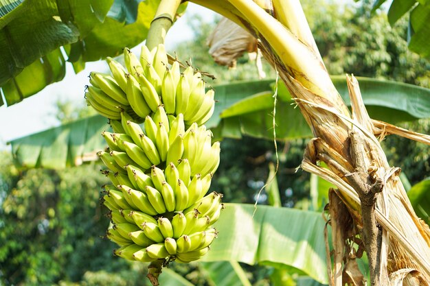 Beau décor lumineux grand bouquet et banane rangée