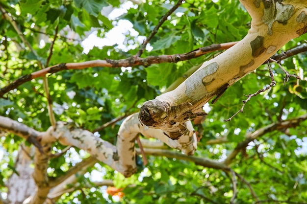 Beau détail de branche d'arbre d'écorce d'épluchage blanc