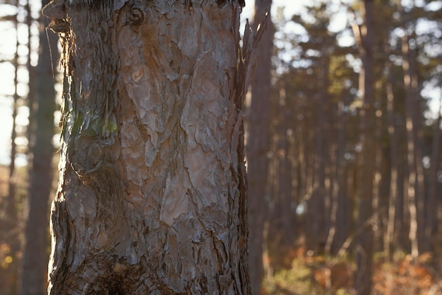 Beau détail dans la forêt sauvage