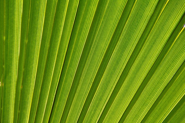 Beau détail de la feuille de palmier