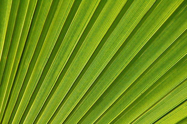 Beau détail de la feuille de palmier