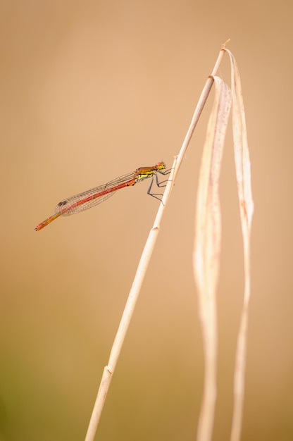 Beau détail de la grande demoiselle rouge