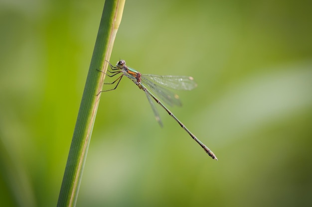 Beau détail de libellule Lestes sponsa