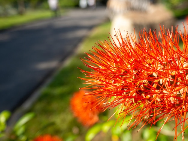 Beau doigt repose sur le sol (Combretum constrictum). arrière-plan flou