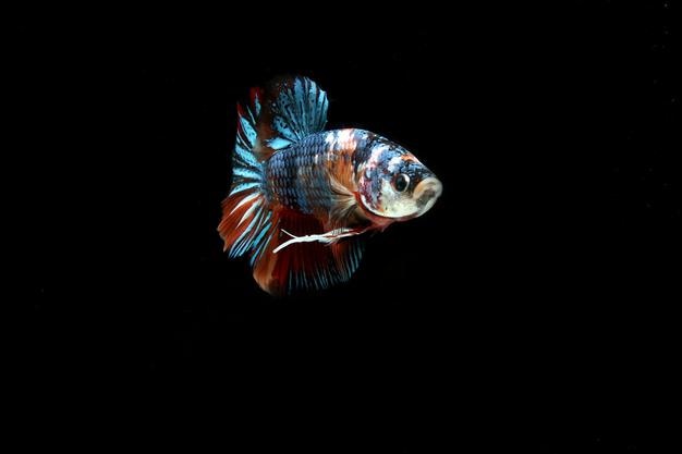 Beau dragon nemo betta combattant des poissons sur fond noir