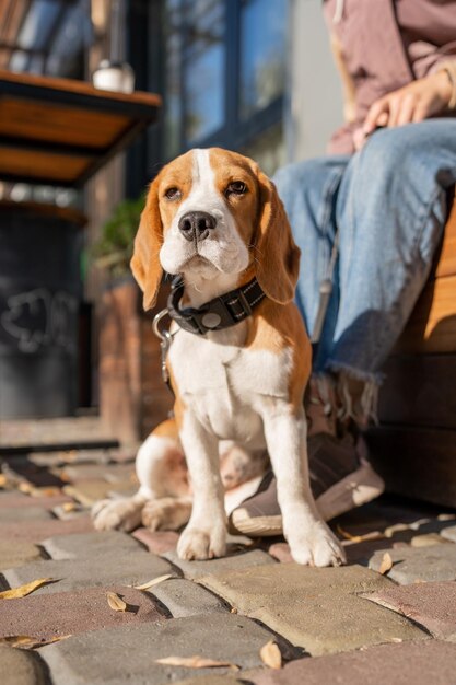 Photo beau et drôle chiot beagle se trouve dans la rue près d'un café fond urbain chien mignon