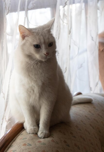 Beau et élégant chat albinos blanc Albinisme