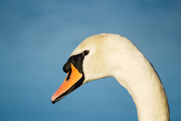 Beau et élégant cygne sur l'eau