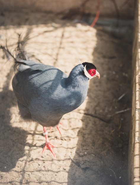 Beau faisan à oreilles bleues en cage au zoo