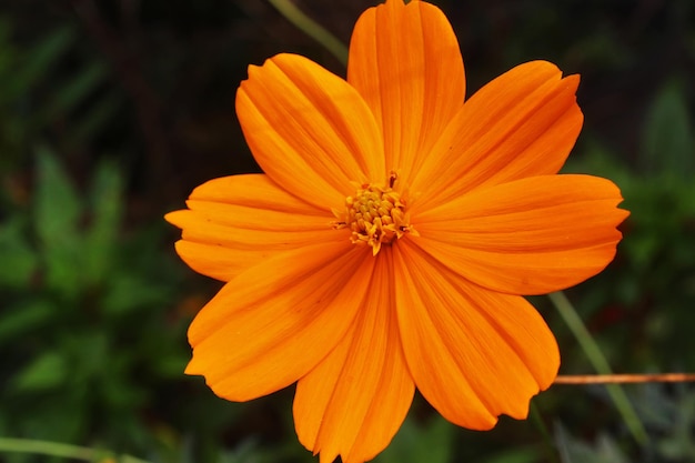 Beau fermé de fleur d'oranger