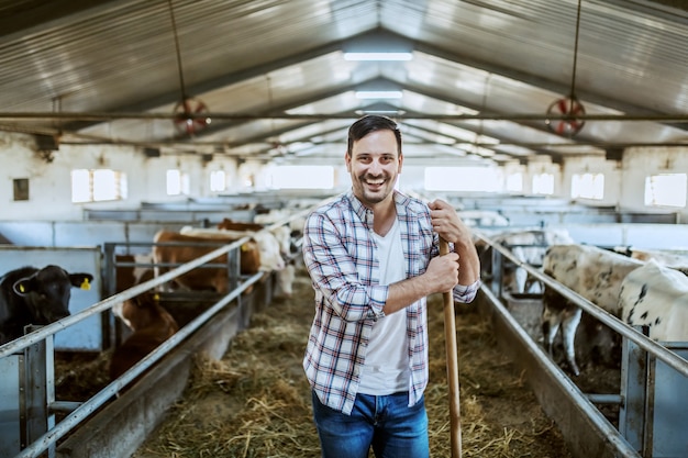 Beau fermier souriant caucasien en chemise à carreaux et jeans debout dans l'écurie et s'appuyant sur une fourche à foin. Tout autour se trouvent des veaux et des vaches.