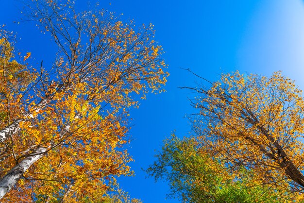 Beau feuillage d'automne en forêt