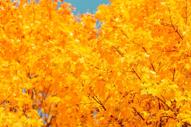 Beau feuillage d'automne jaune sur un arbre par une journée ensoleillée