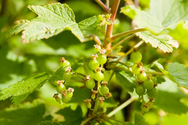 Beau feuillage de cassis vert au soleil, gros plan dans le jardin