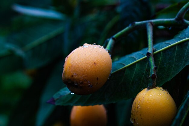 Photo beau feuillage de couleur vert foncé chaud et orange gouttelettes d'eau sur le fruit et la feuille de néflier