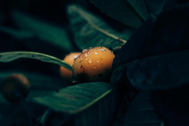 Beau feuillage de couleur vert foncé chaud et orange Gouttelettes d'eau sur le fruit et la feuille de néflier