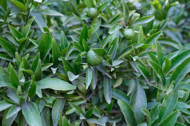 Beau feuillage vert naturel et gros plan de fruits de citron vert