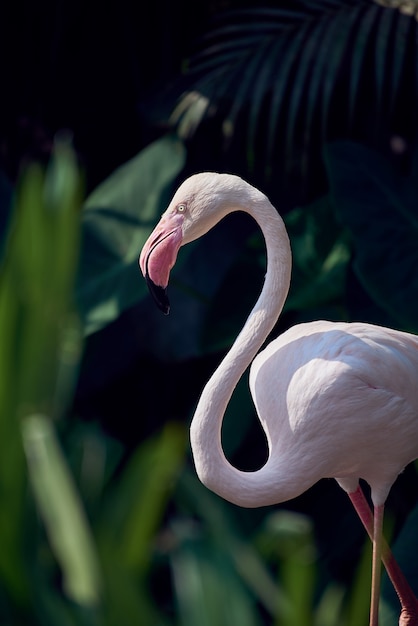 Un beau flamant rose au soleil