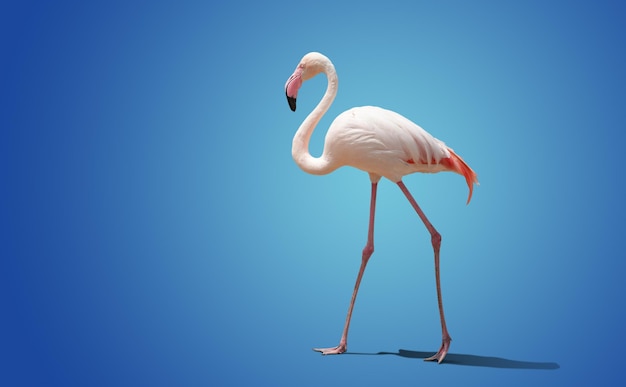 Beau flamant rose posant sur fond bleu