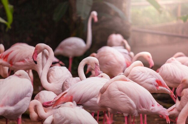 Beau flamant rose se bouchent