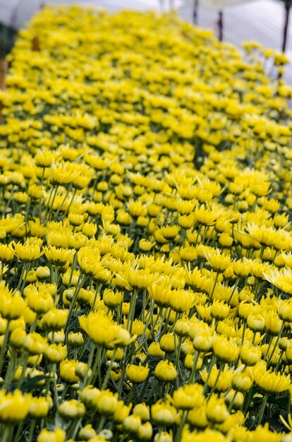 Beau floral jaune de Chrysanthemum Morifolium dans une plantation sur le terrain, entreprise agricole de jardin de fleurs en serre sur la montagne Doi Inthanon, Chiang Mai, industrie agricole en Thaïlande